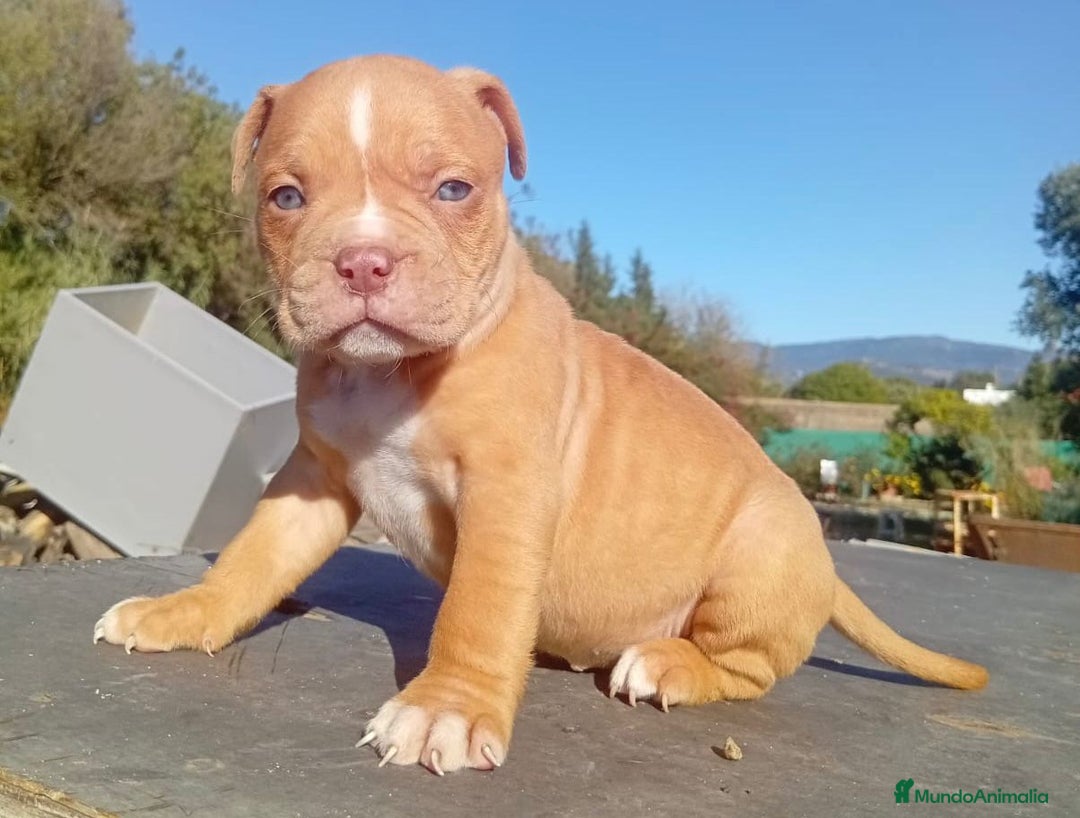 American Bully perros en venta: American bully - Anuncio 3