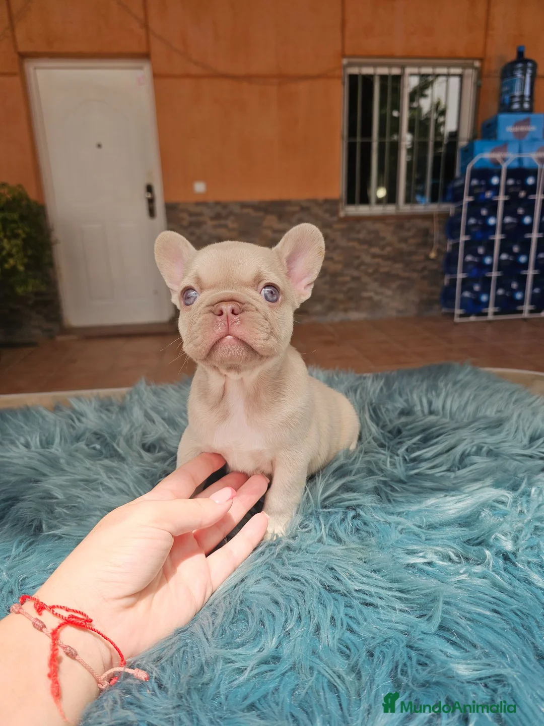 Bulldog Francés perros en venta: Machitos de bulldog francés  - Anuncio 2