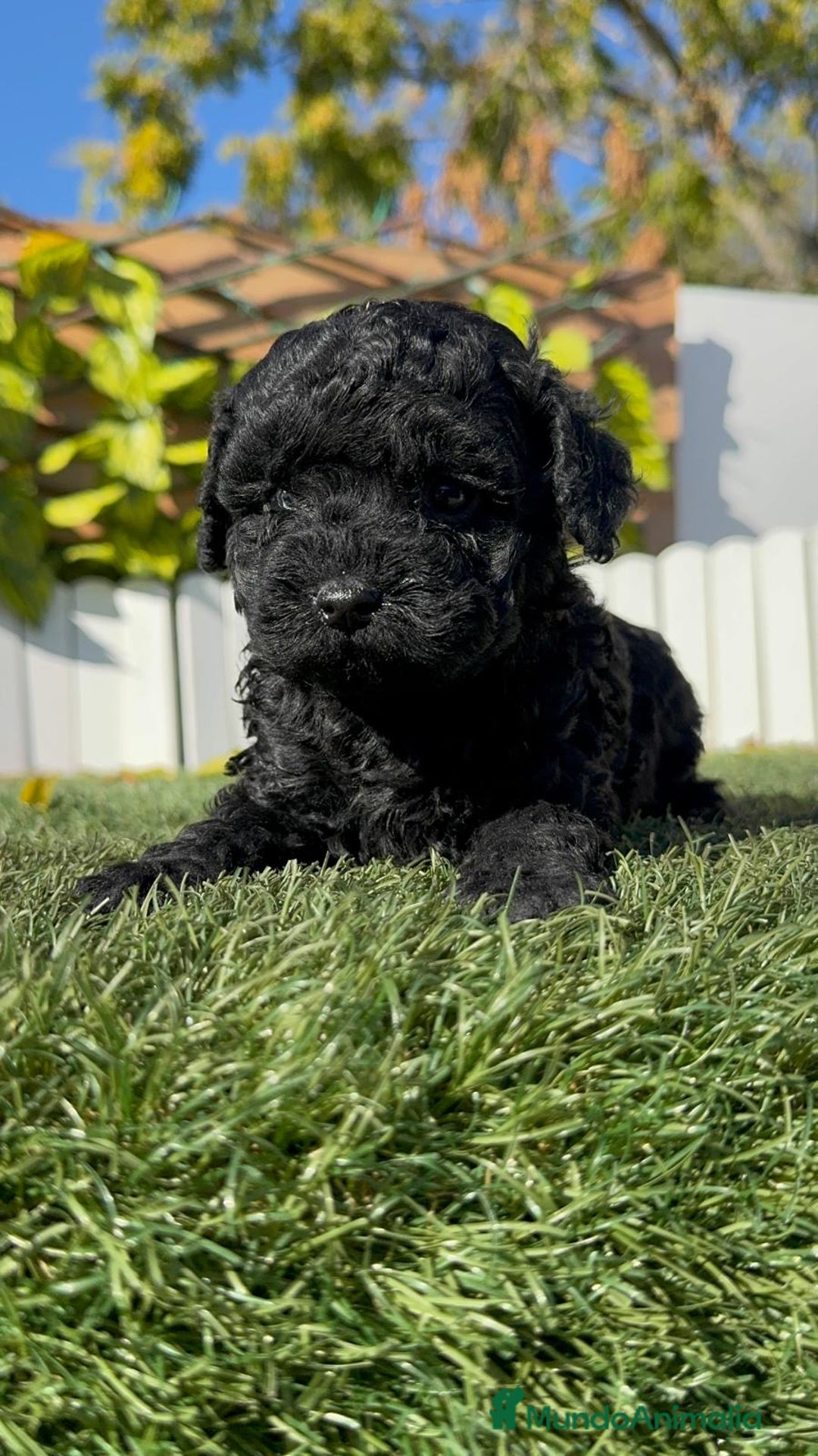 Caniche Toy perros en venta: CANICHE TOY HEMBRA - Anuncio 5