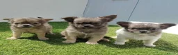 Chihuahua perros en venta: Chihuahua con pelos largo - Anuncio 4