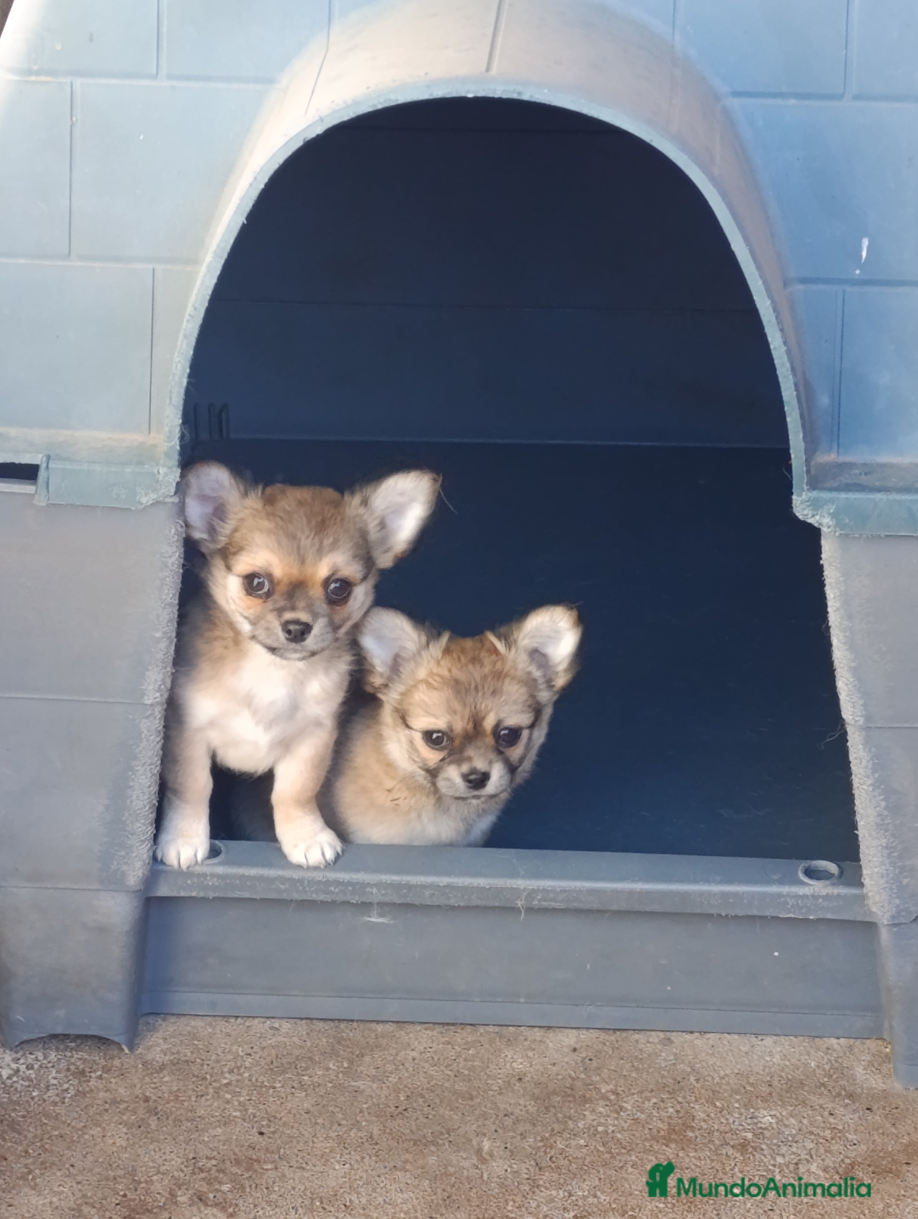 Chihuahua perros chihuahua pelo largo - Anuncio 2