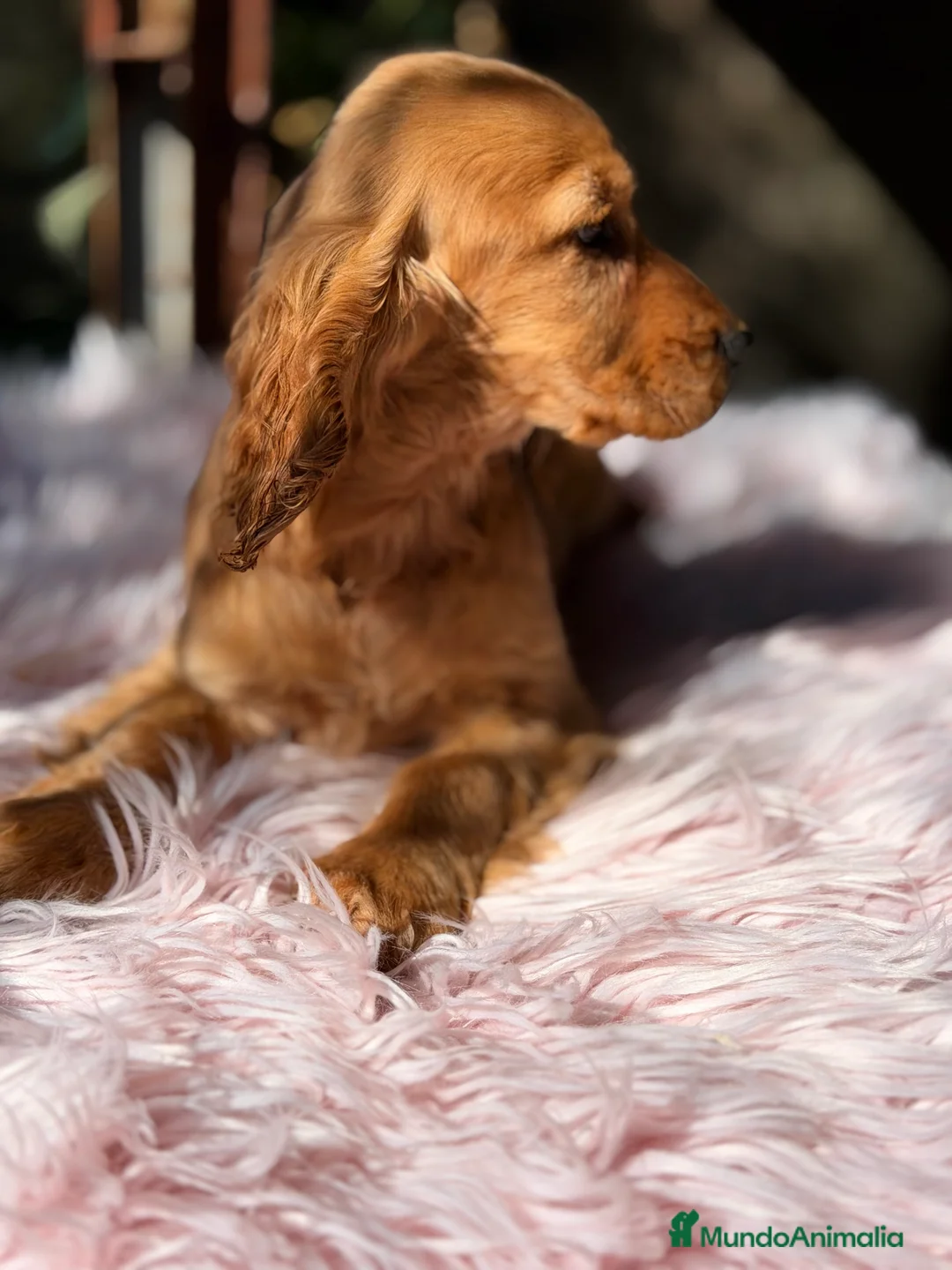 Cocker Spaniel Inglés perros en venta: Cocker dorada hembra - Anuncio 4