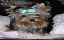 Yorkshire Terrier perros en venta:  Último macho Yorkshire terrier toy !!! - Anuncio 6