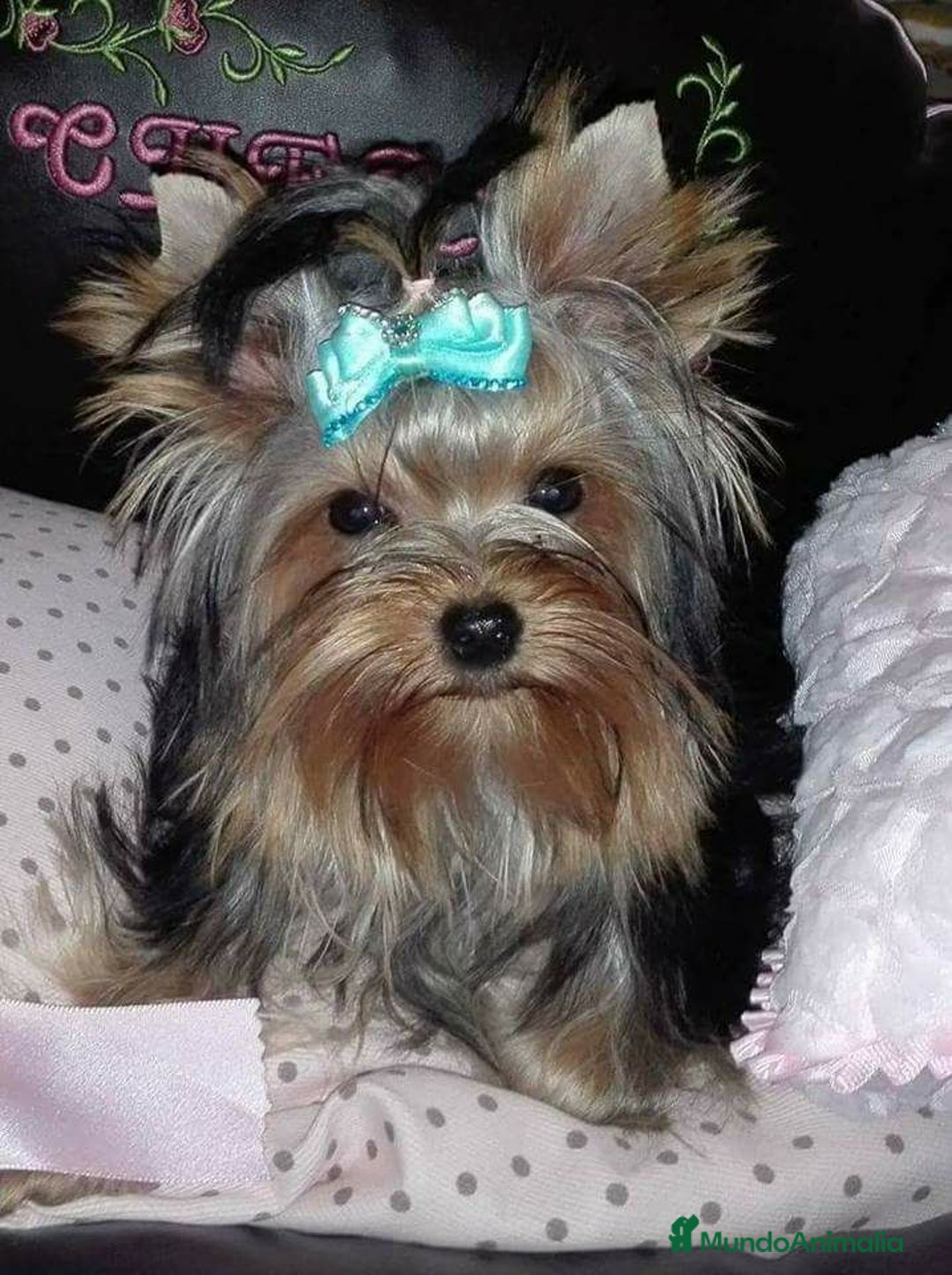 Yorkshire Terrier perros en venta:  Último macho Yorkshire terrier toy !!! - Anuncio 6