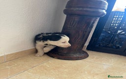 Border Collie perros en venta: BORDER COLLIE - Imagen 3