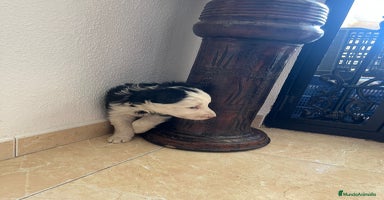 Border Collie perros - Anuncio 13