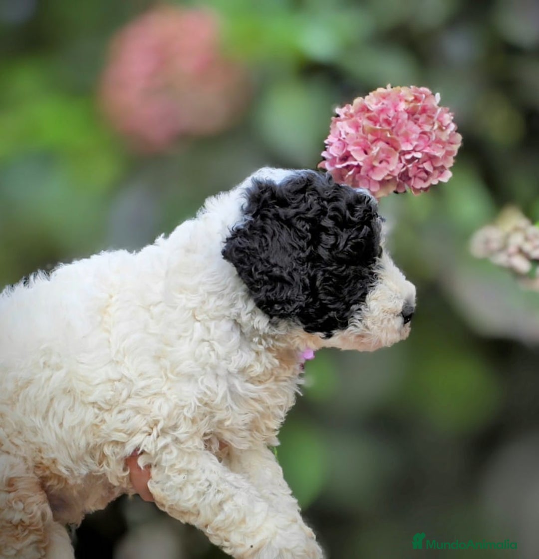 Perro de Agua Español perros en venta: Preciosa camada de perro de agua español - Imagen 14