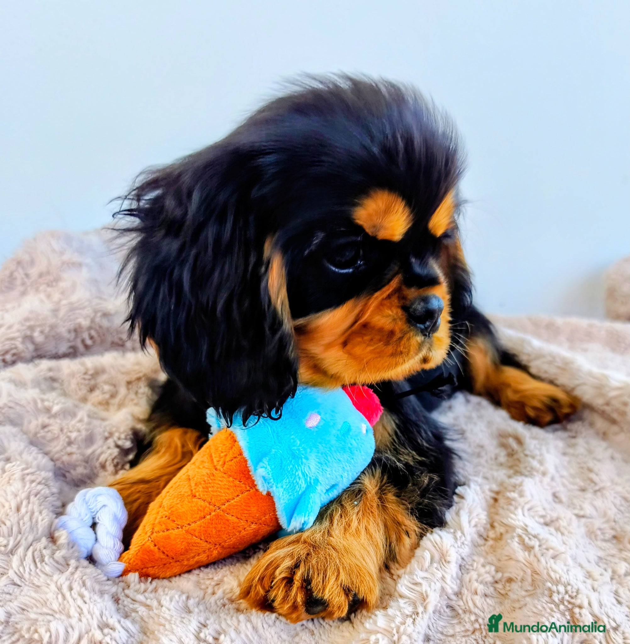 Cavalier King Charles Spaniel perros Cavalier negro fuego y ruby - Anuncio 1