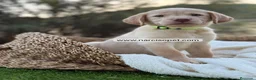 Labrador Retriever perros en venta: LABRADOR HEMBRA - Anuncio 4