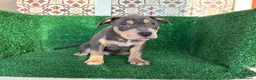 American Pit Bull Terrier perros en venta: pitbull - Anuncio 5