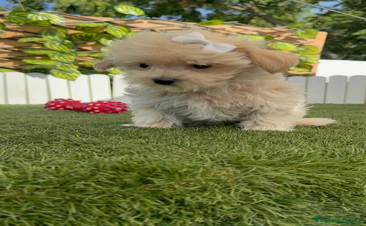 Maltipoo perros - Anuncio 1