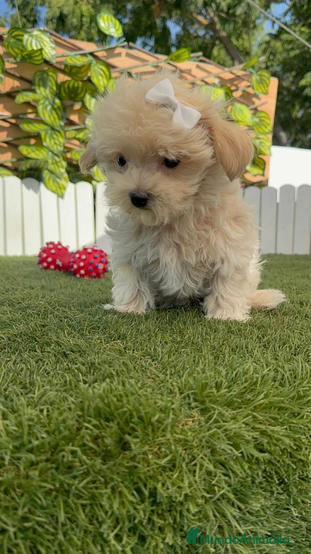 Maltipoo perros en venta: MALTIPOO  - Imagen 1