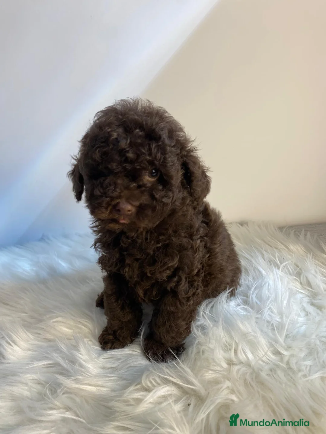 Caniche Toy perros en venta: CACHORRITO DE CANICHE TOY CHOCOLATE  - Anuncio 1