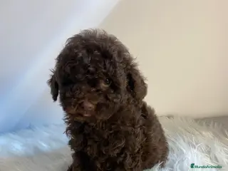 Caniche Toy perros CACHORRITO DE CANICHE TOY CHOCOLATE - Anuncio 1