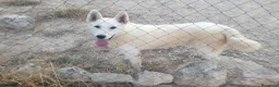 Husky Siberiano perros en venta: Husky siberiano blanca con pedigree - Anuncio 6