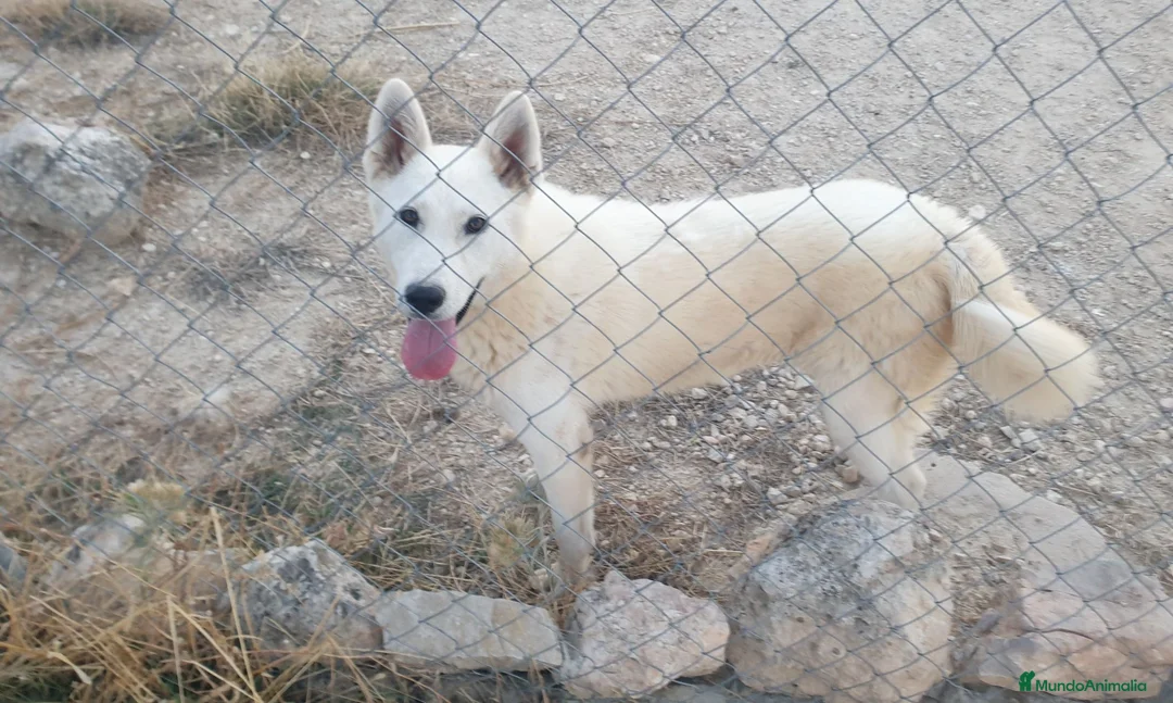 Husky Siberiano perros en venta: Husky siberiano blanca con pedigree - Anuncio 6