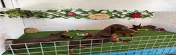 Teckel Miniatura perros en venta: Teckel de pelo fino miniatura - Anuncio 6