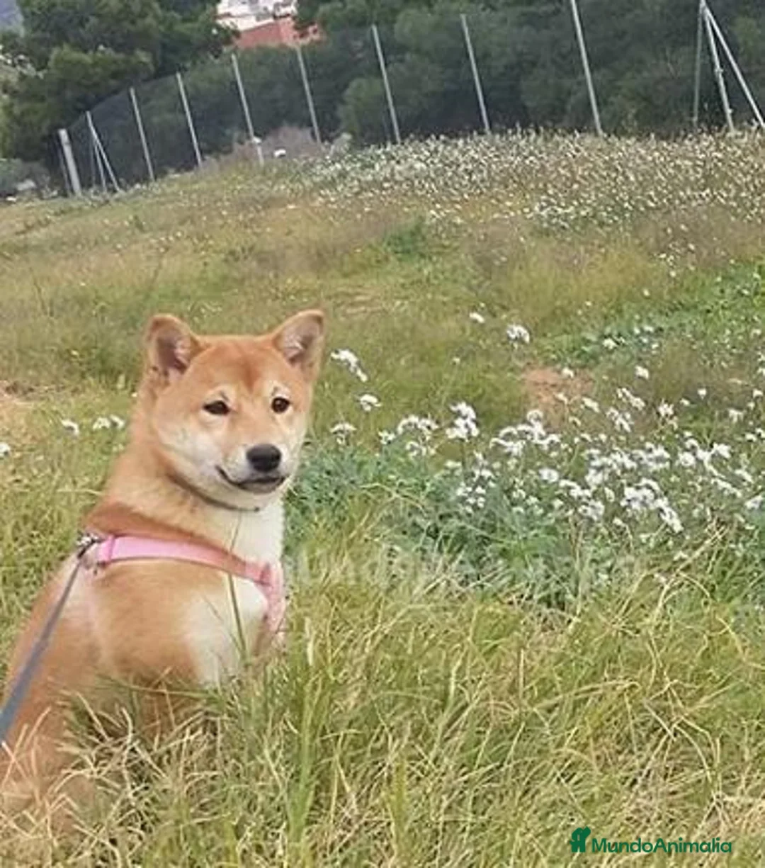 Imagen de galería {{count}}