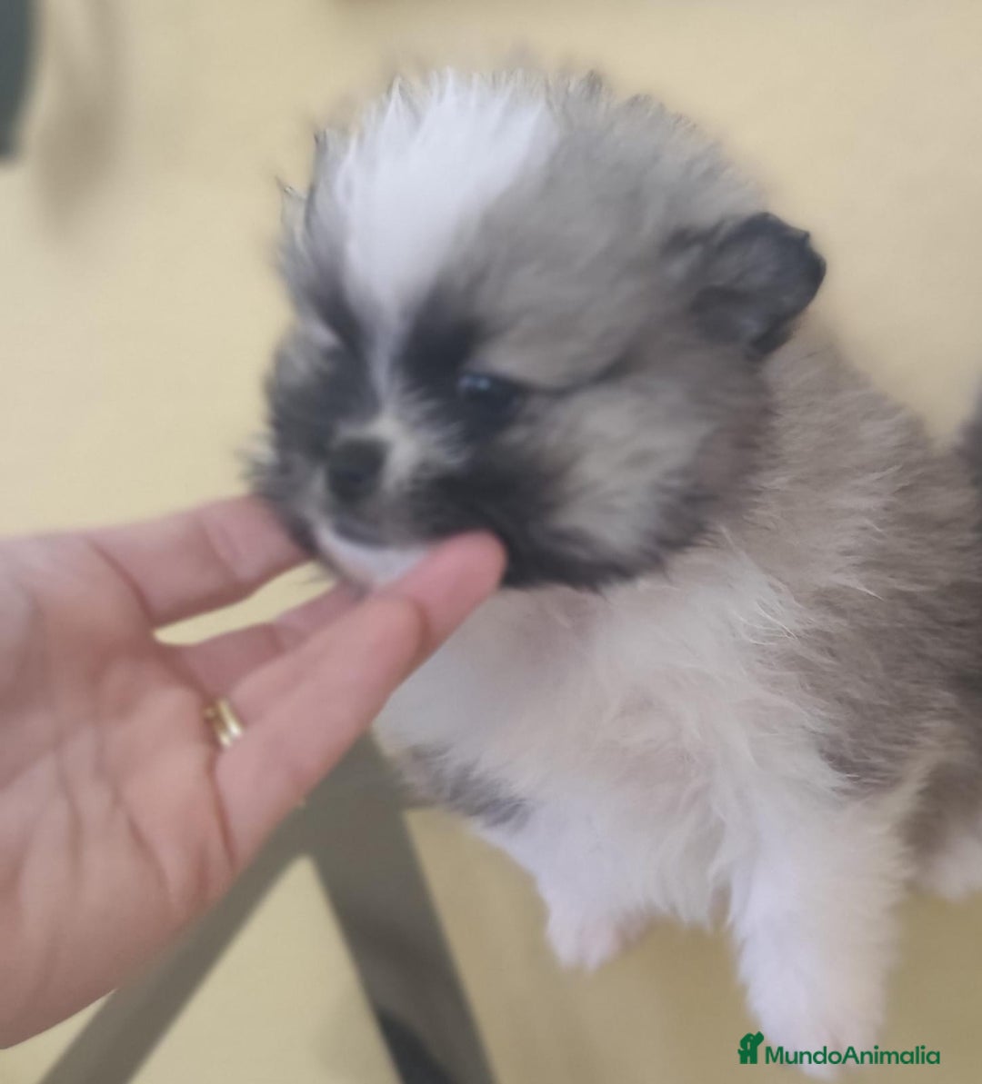 Pomerania perros en venta: Pomerania  - Anuncio 12