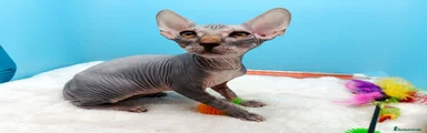 Sphynx 1