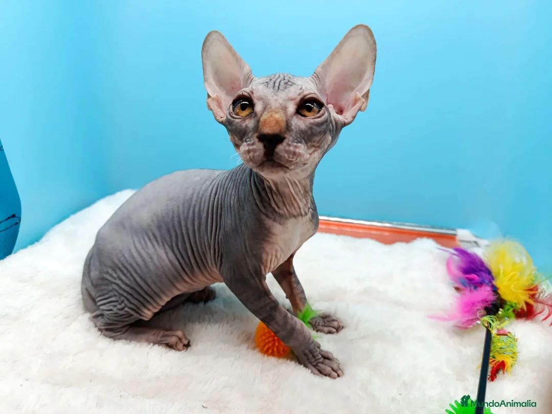 Sphynx gatos en venta: Gatitos Egipcios  - Anuncio 20