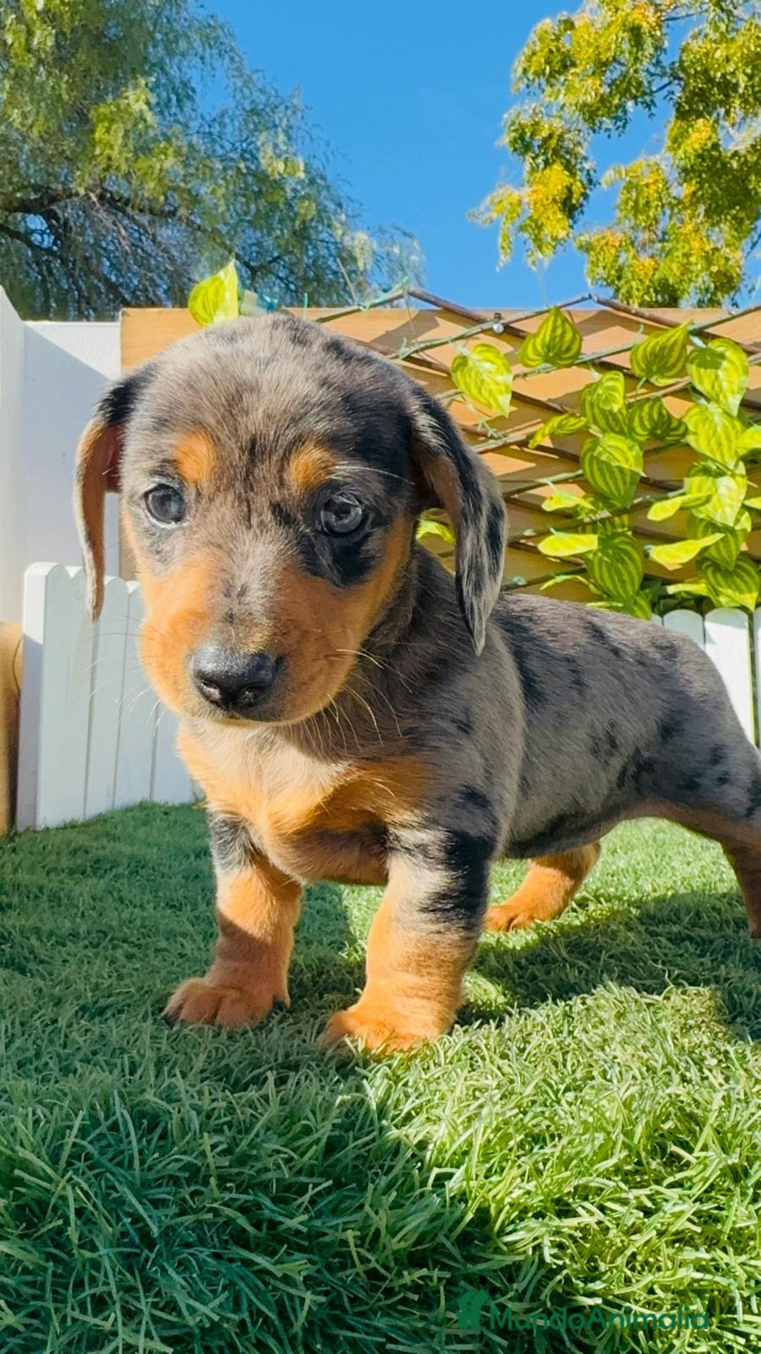 Teckel Miniatura perros en venta: TECKEL ARLEQUIN MINIATURA - Anuncio 1