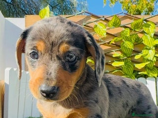 Teckel Miniatura perros TECKEL ARLEQUIN MINIATURA - Anuncio 3