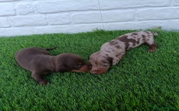Teckel Miniatura perros en venta: TECKEL ARLEQUÍN CHOCOLATE  - Imagen 5