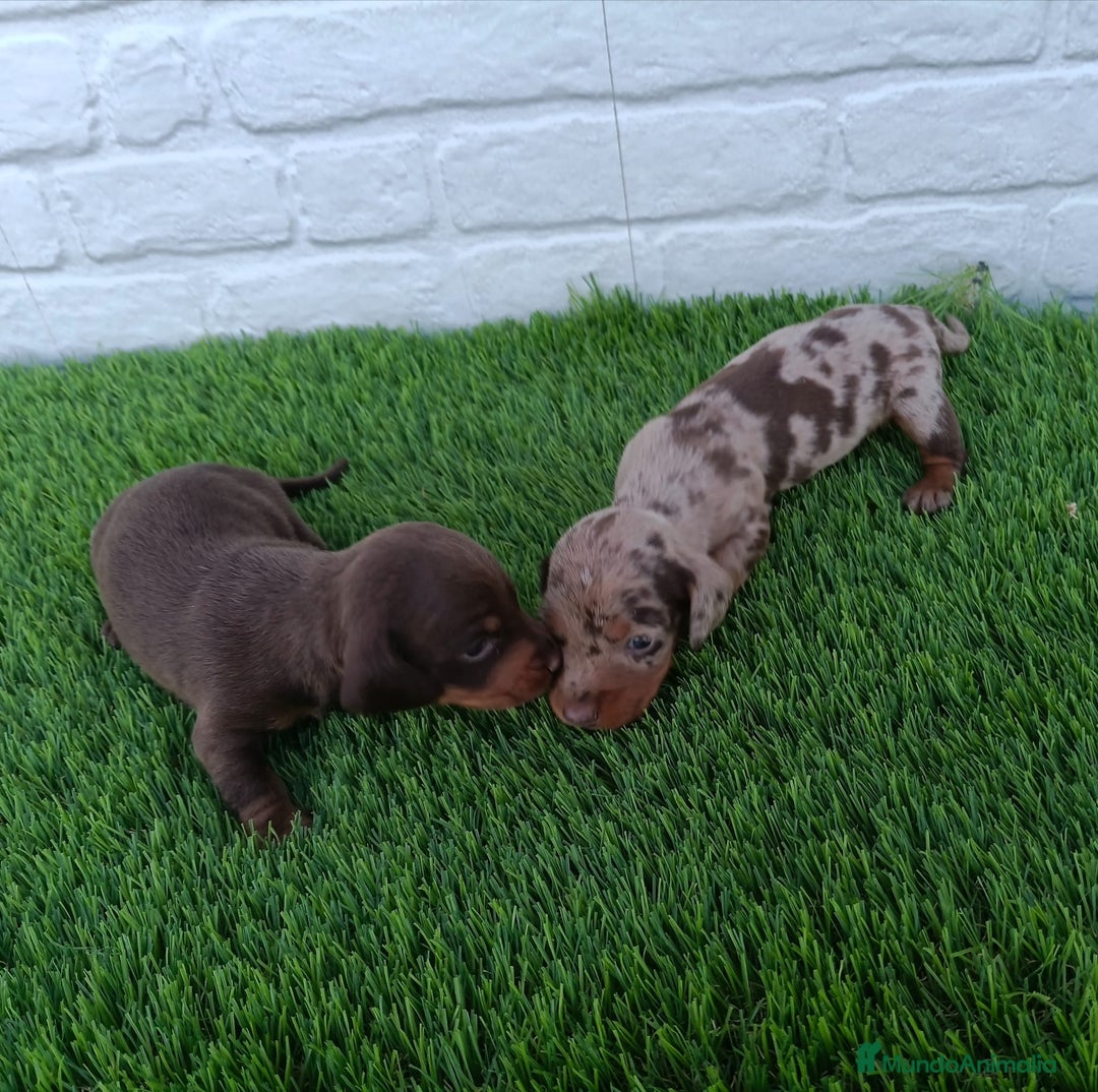 Teckel Miniatura perros en venta: TECKEL ARLEQUÍN CHOCOLATE  - Imagen 5