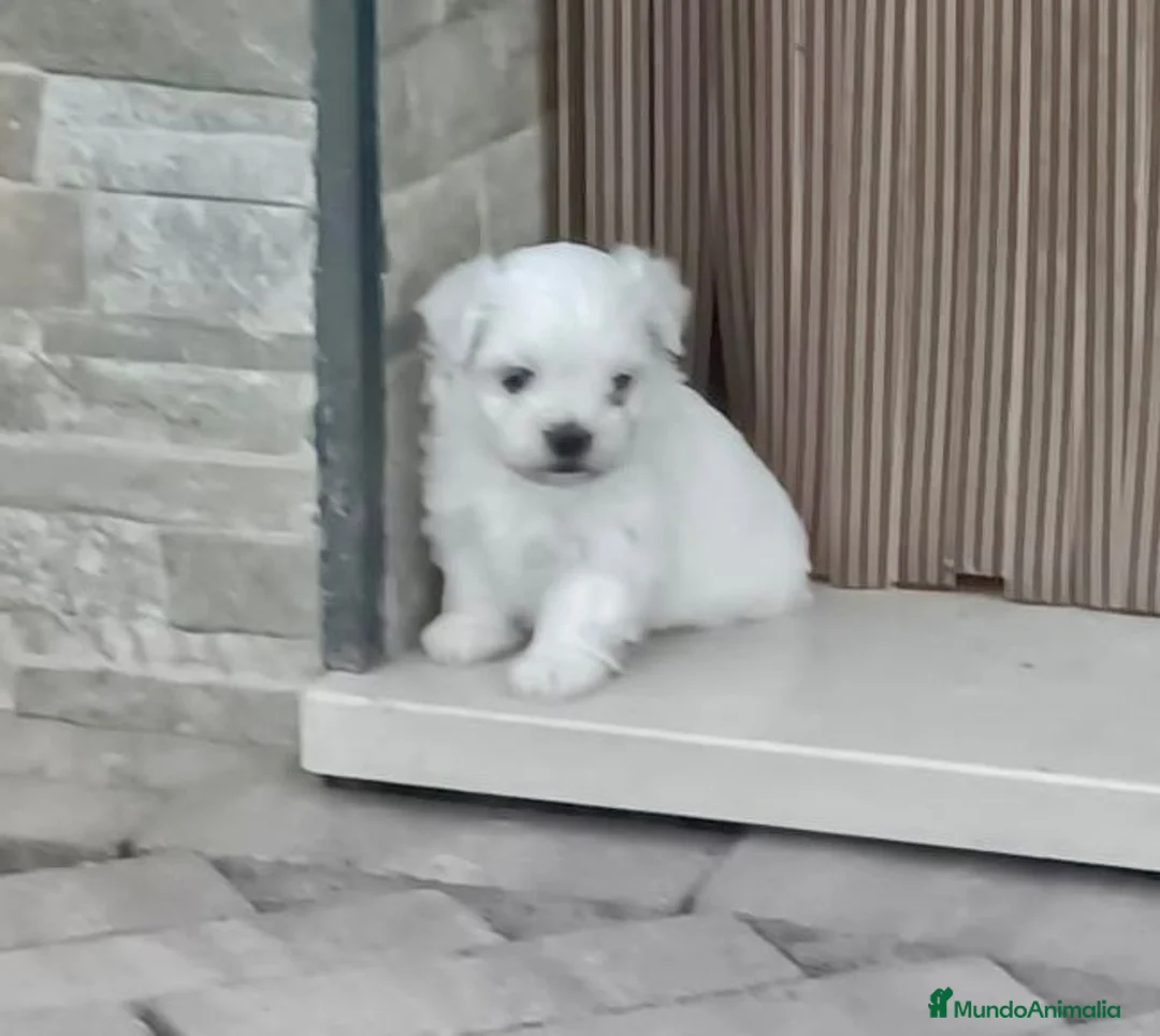 Bichón Maltés perros en venta: Bichon maltés  - Anuncio 2
