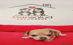 Chihuahua perros en venta: Chihuahua  - Imagen 3