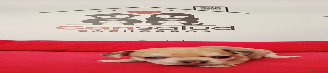 Chihuahua Cachorro 3