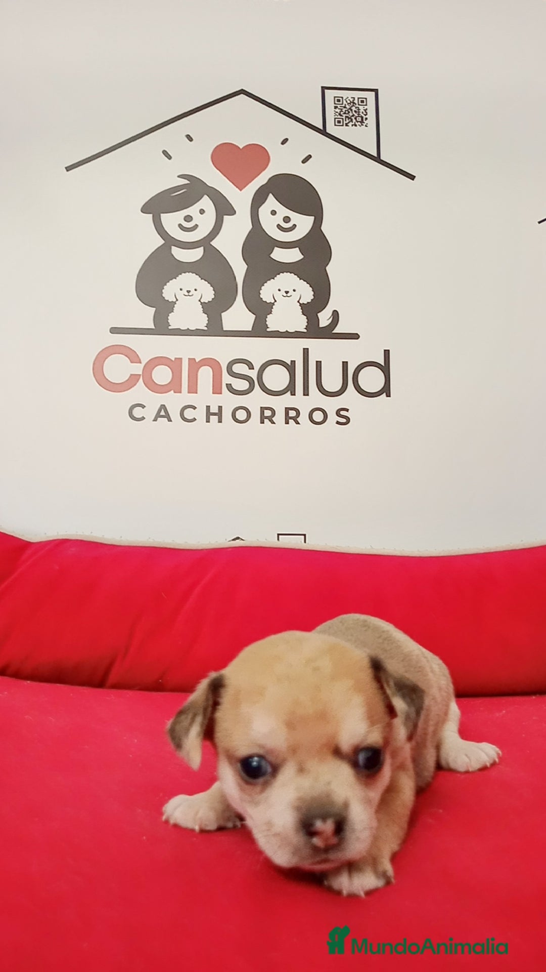 Chihuahua perros en venta: Chihuahua  - Imagen 3
