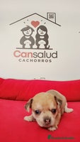 Chihuahua perros Chihuahua - Anuncio 8
