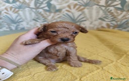 Caniche Enano perros en venta: Caniches enanos en Álava - Imagen 1