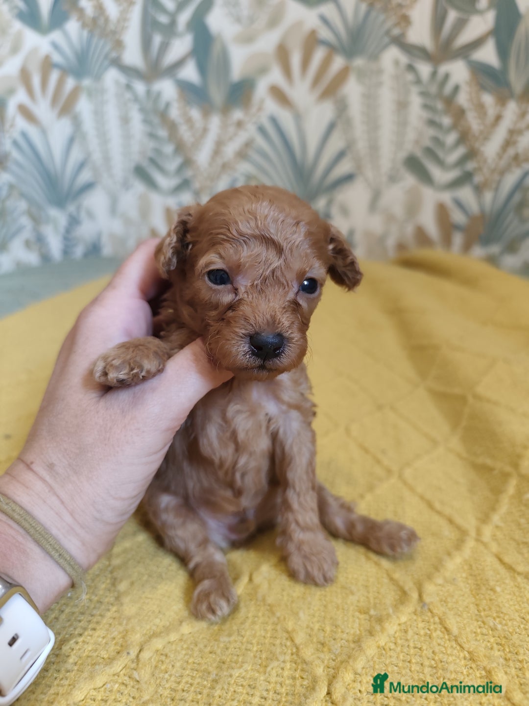 Caniche Enano perros en venta: Caniches enanos en Álava - Imagen 1
