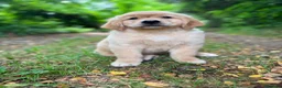 Golden Retriever perros en venta: Golden Retriever  - Anuncio 4