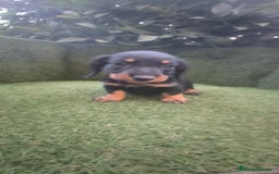 Teckel Miniatura perros en venta: teckel miniatura pelo basto arlequín y negro fuego - Imagen 3