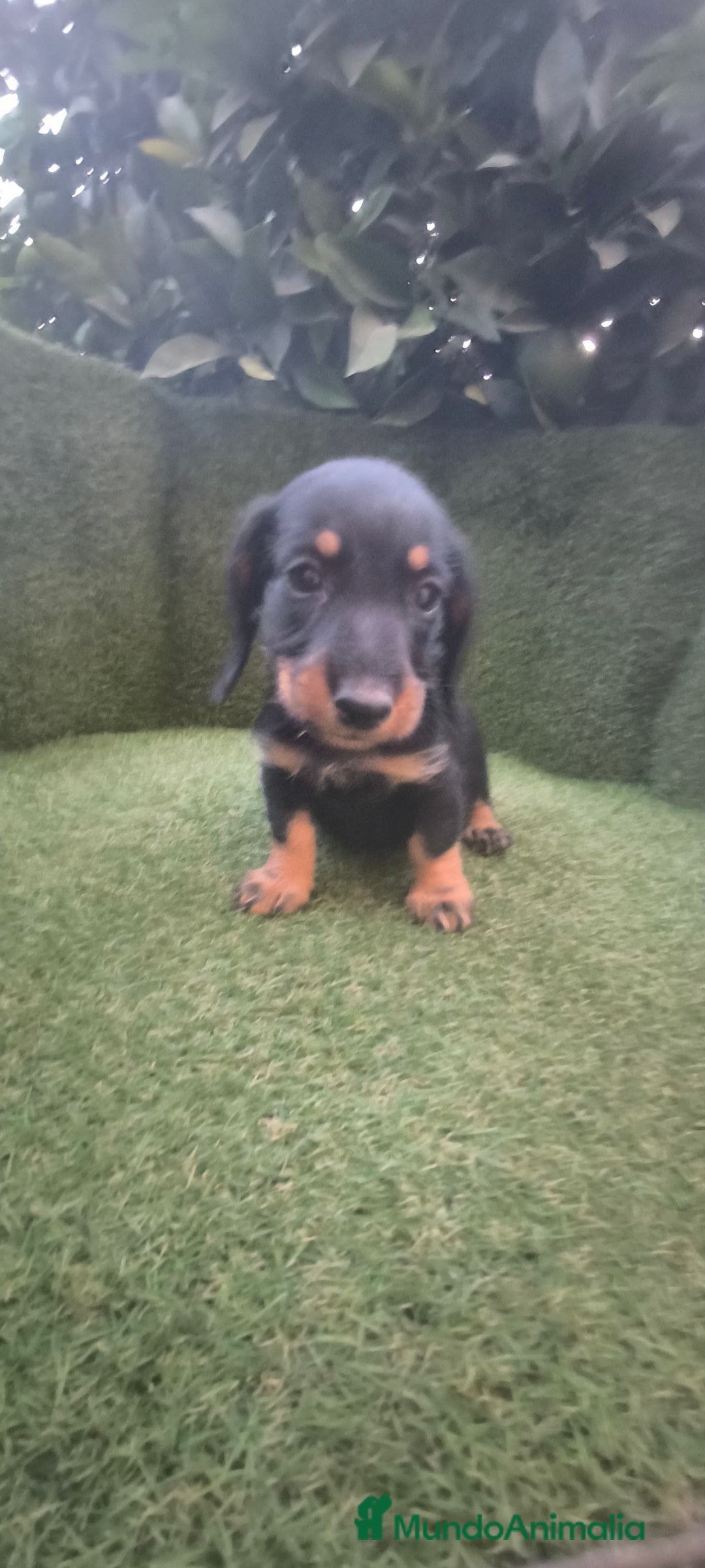 Teckel Miniatura perros en venta: teckel miniatura pelo basto arlequín y negro fuego - Imagen 3