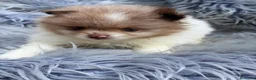 Pomerania perros en venta: POMERANIA - Anuncio 2