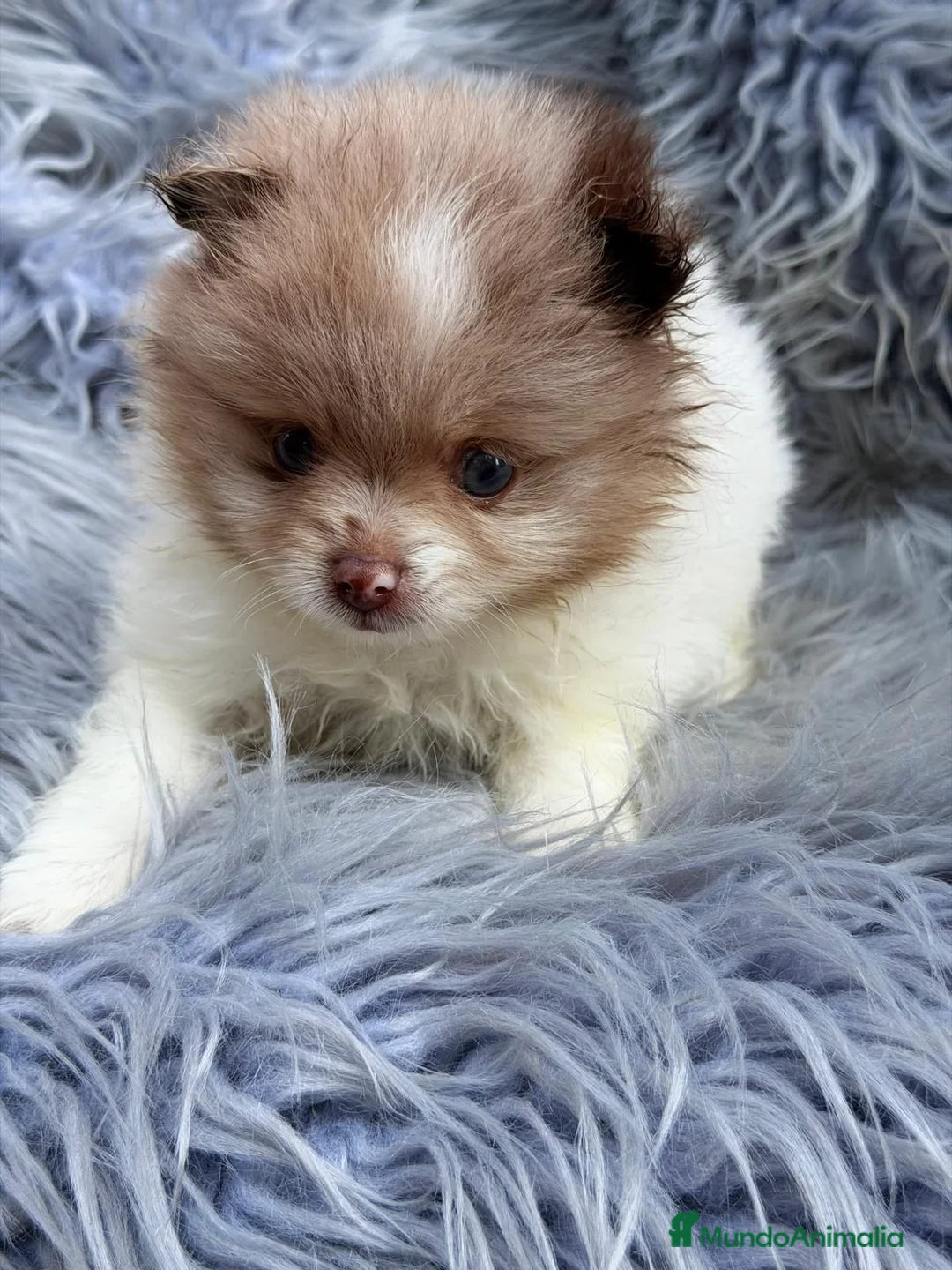 Pomerania perros en venta: POMERANIA - Anuncio 2