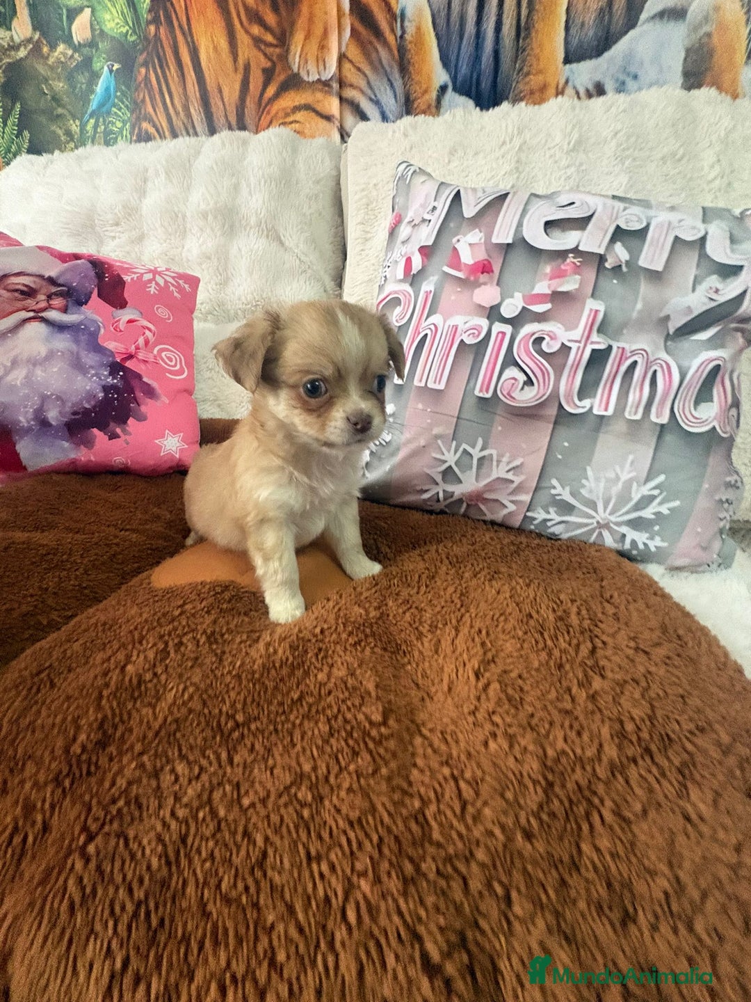 Chihuahua perros en venta: Chihuahua toy pelo largo  - Anuncio 1