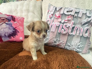 Chihuahua perros Chihuahua toy pelo largo - Anuncio 1