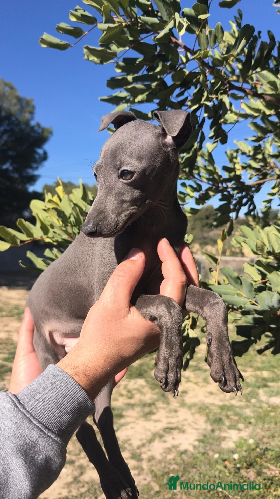 Pequeño Lebrel Italiano perros en venta: Piccolo Galgo Italiano Lebrel Italiano  - Anuncio 1