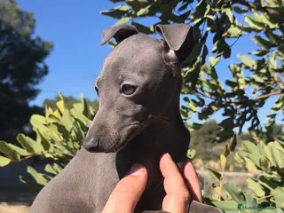 Pequeño Lebrel Italiano perros Piccolo Galgo Italiano Lebrel Italiano - Anuncio 1