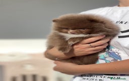 Pomerania perros en venta: Perros Pomeranios   - Imagen 1