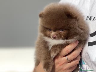 Pomerania perros Perros Pomeranios - Anuncio 33