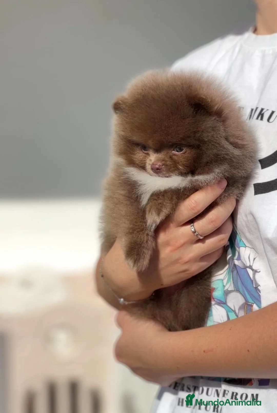 Pomerania perros en venta: Perros Pomeranios   - Anuncio 1
