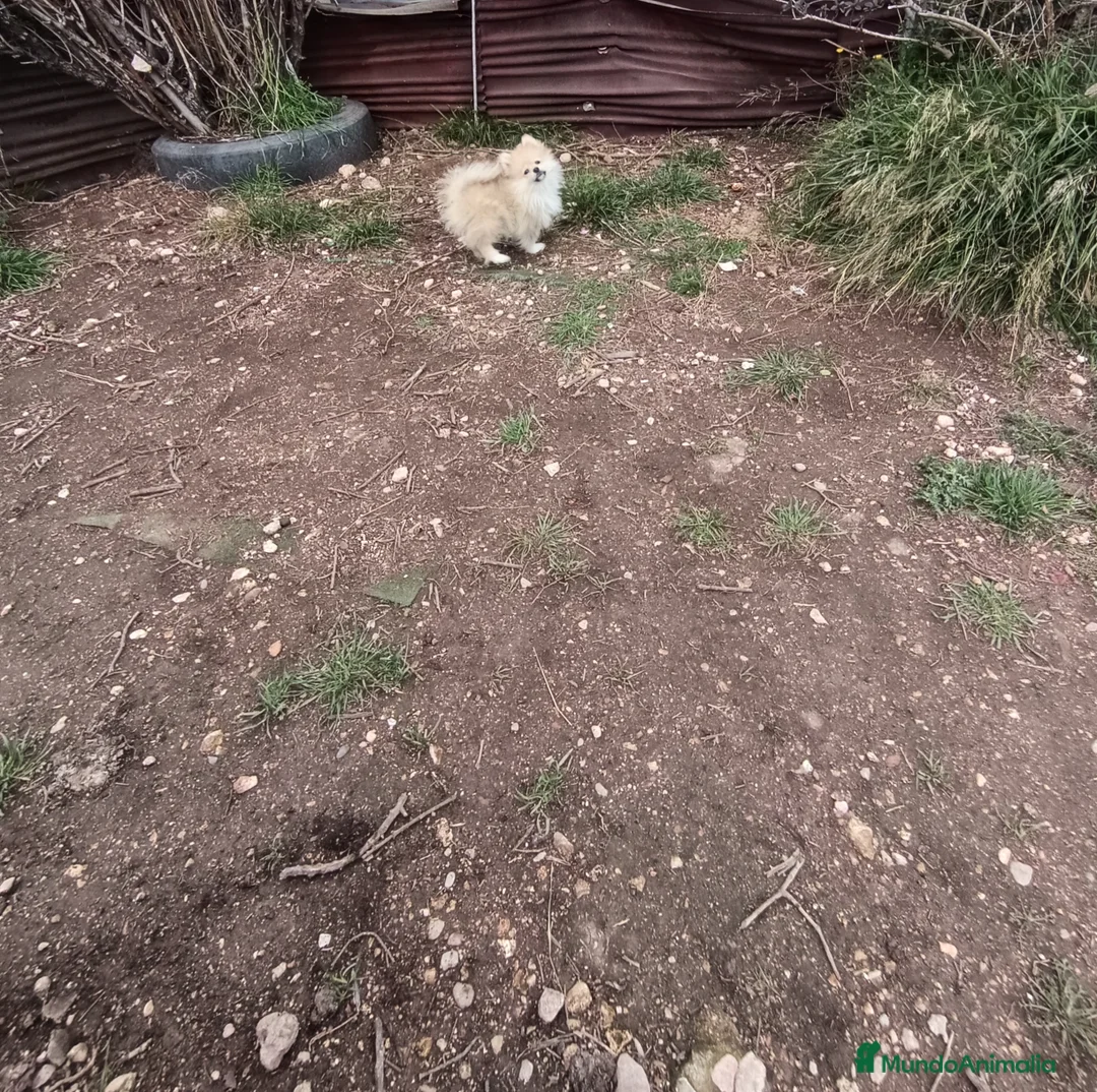 Pomerania perros en venta: Cachorro de pomerania  - Anuncio 2