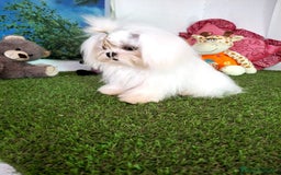 Bichón Maltés perros en venta: Bichon maltes - Imagen 2